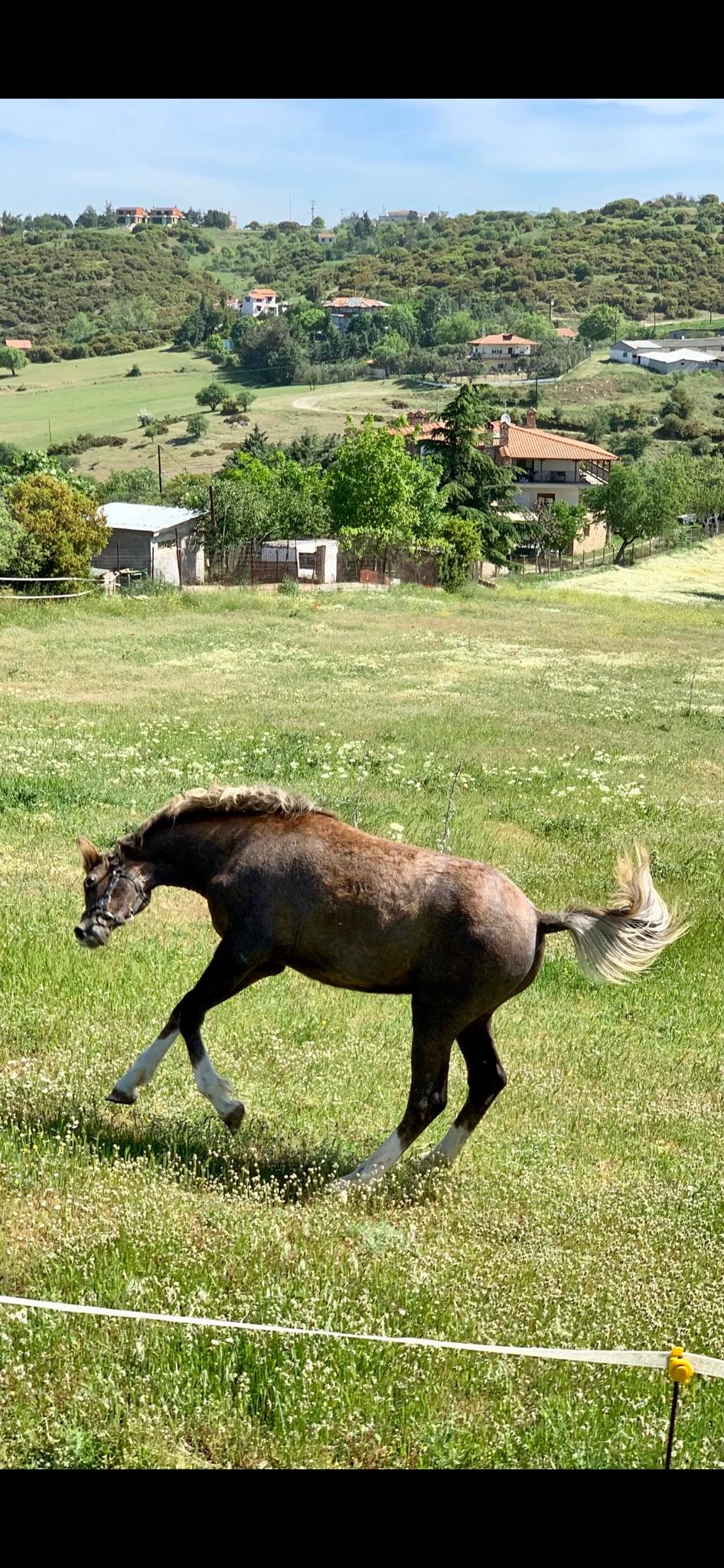 horse 001