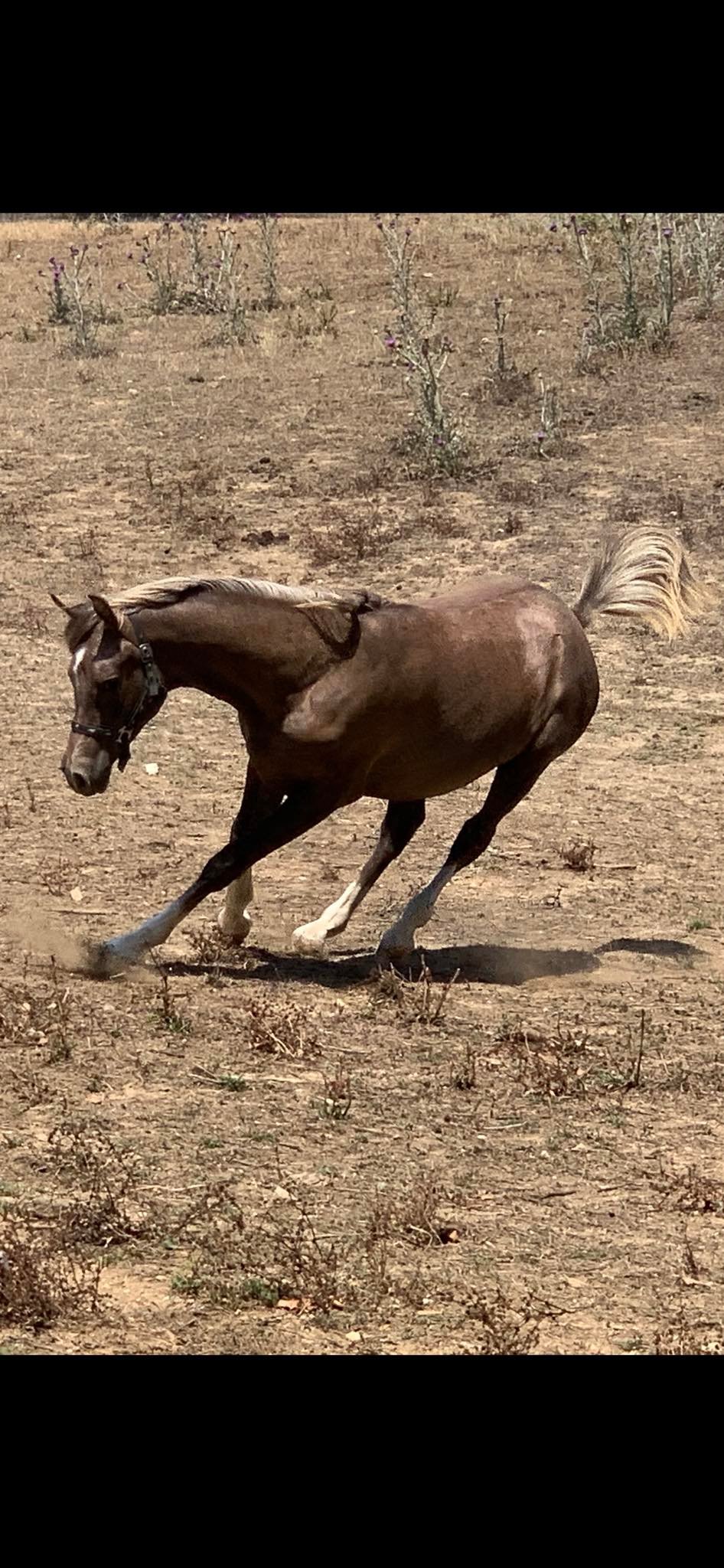horse 002