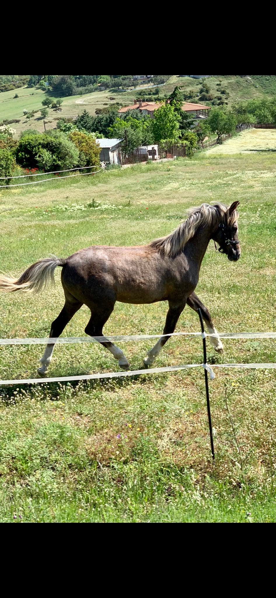 horse 003