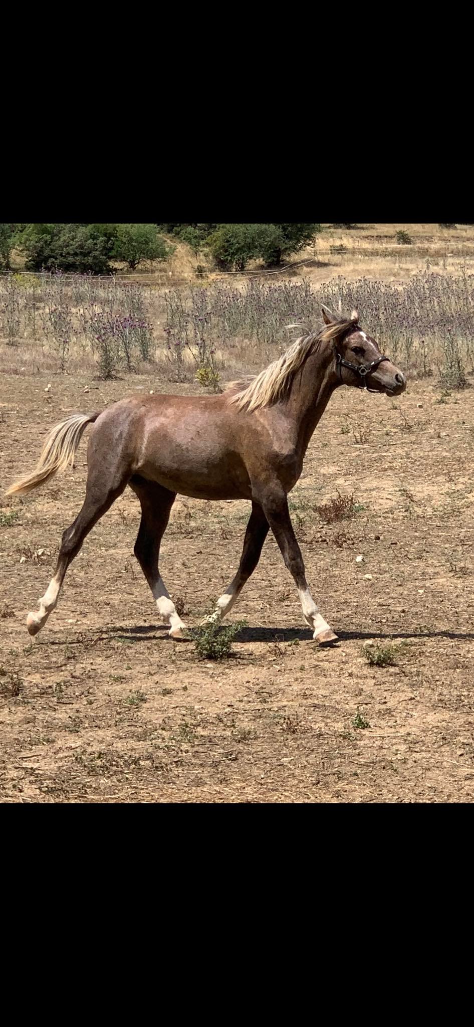 horse 004