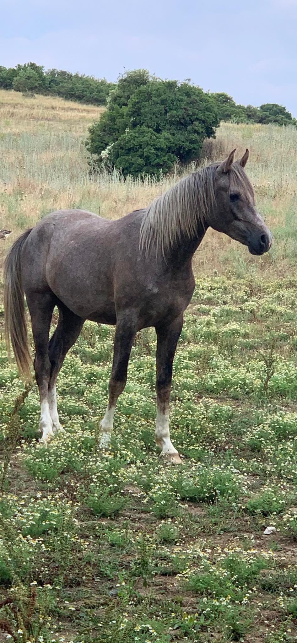 horse 006