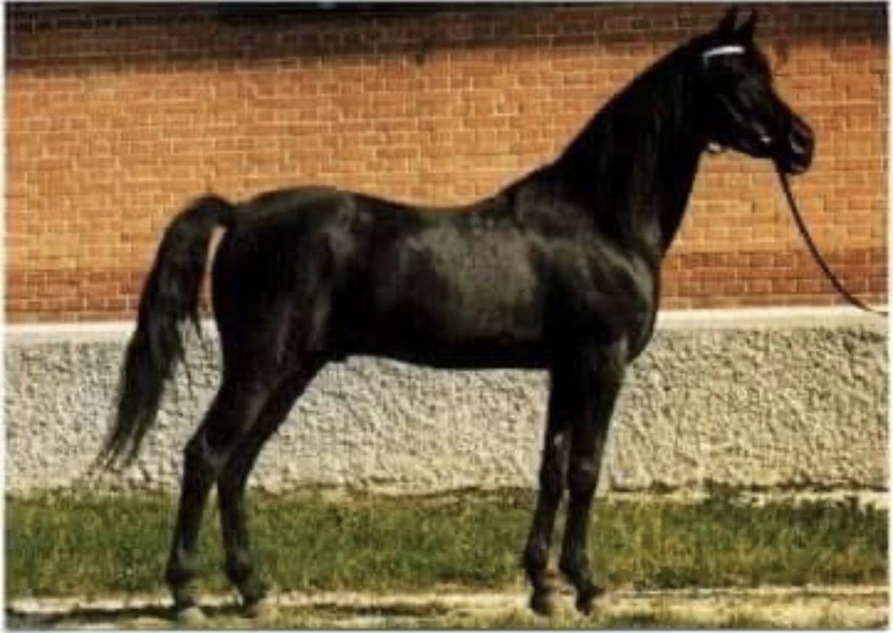 horse 007