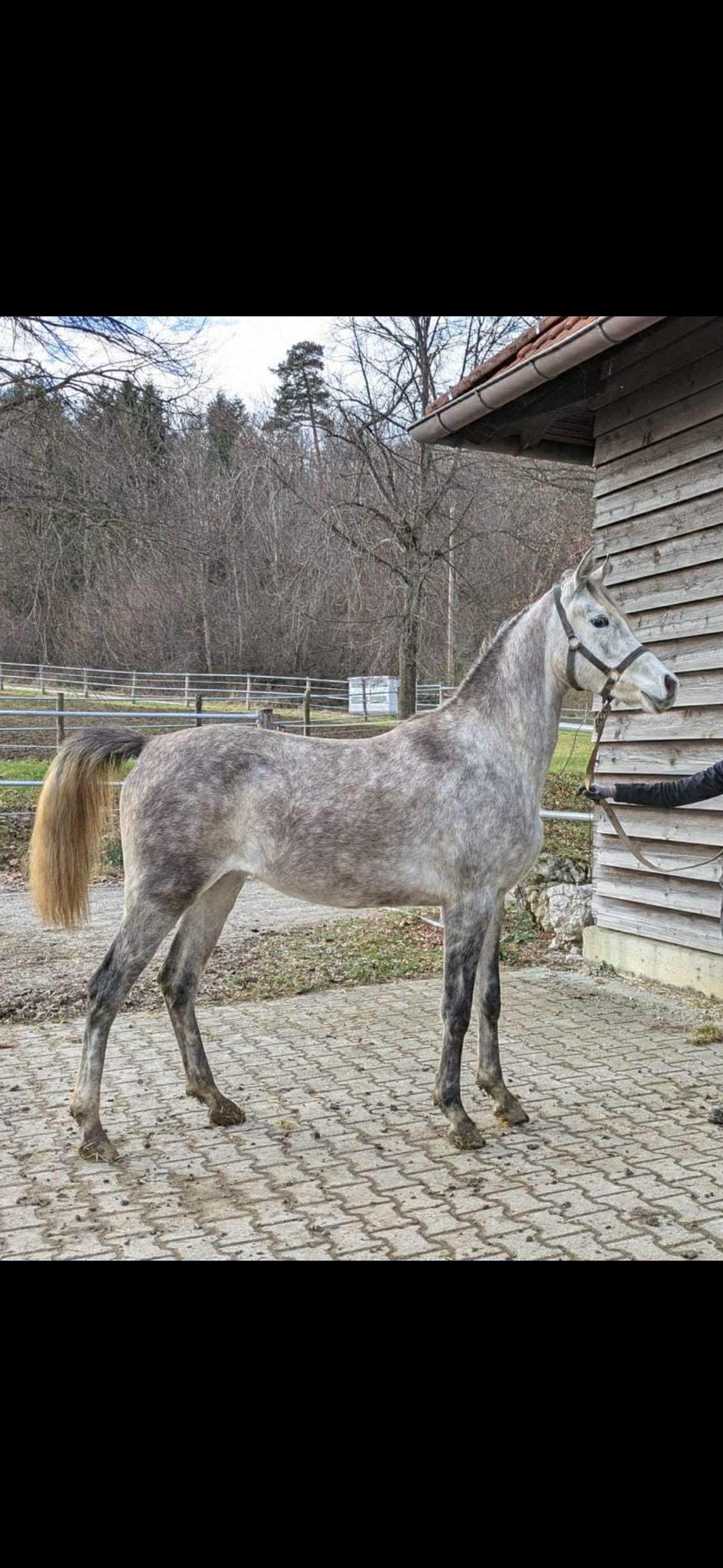horse 008