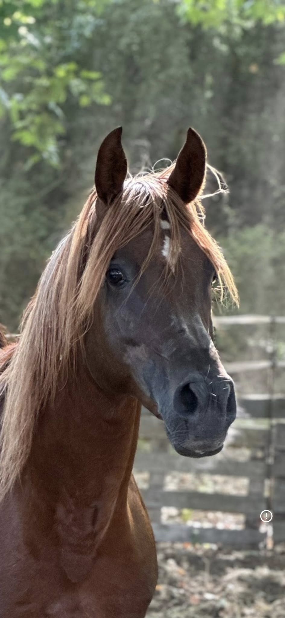 horse 009