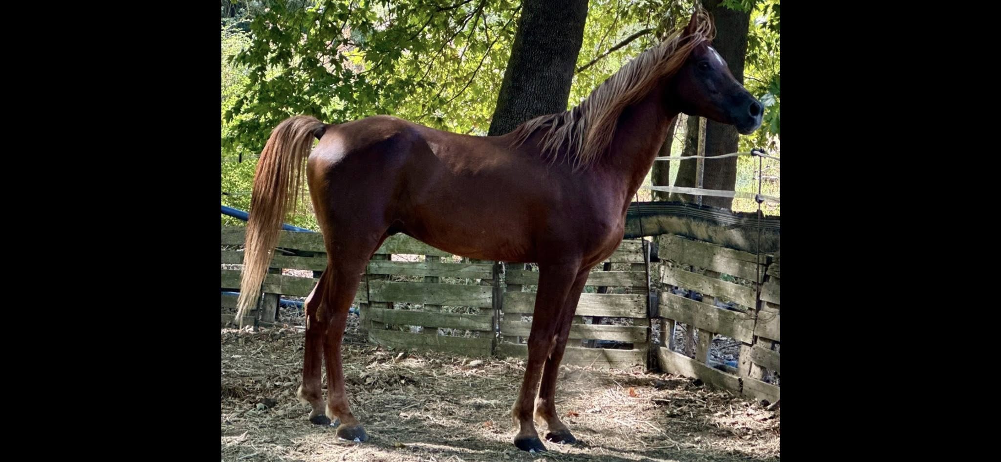 horse 0011