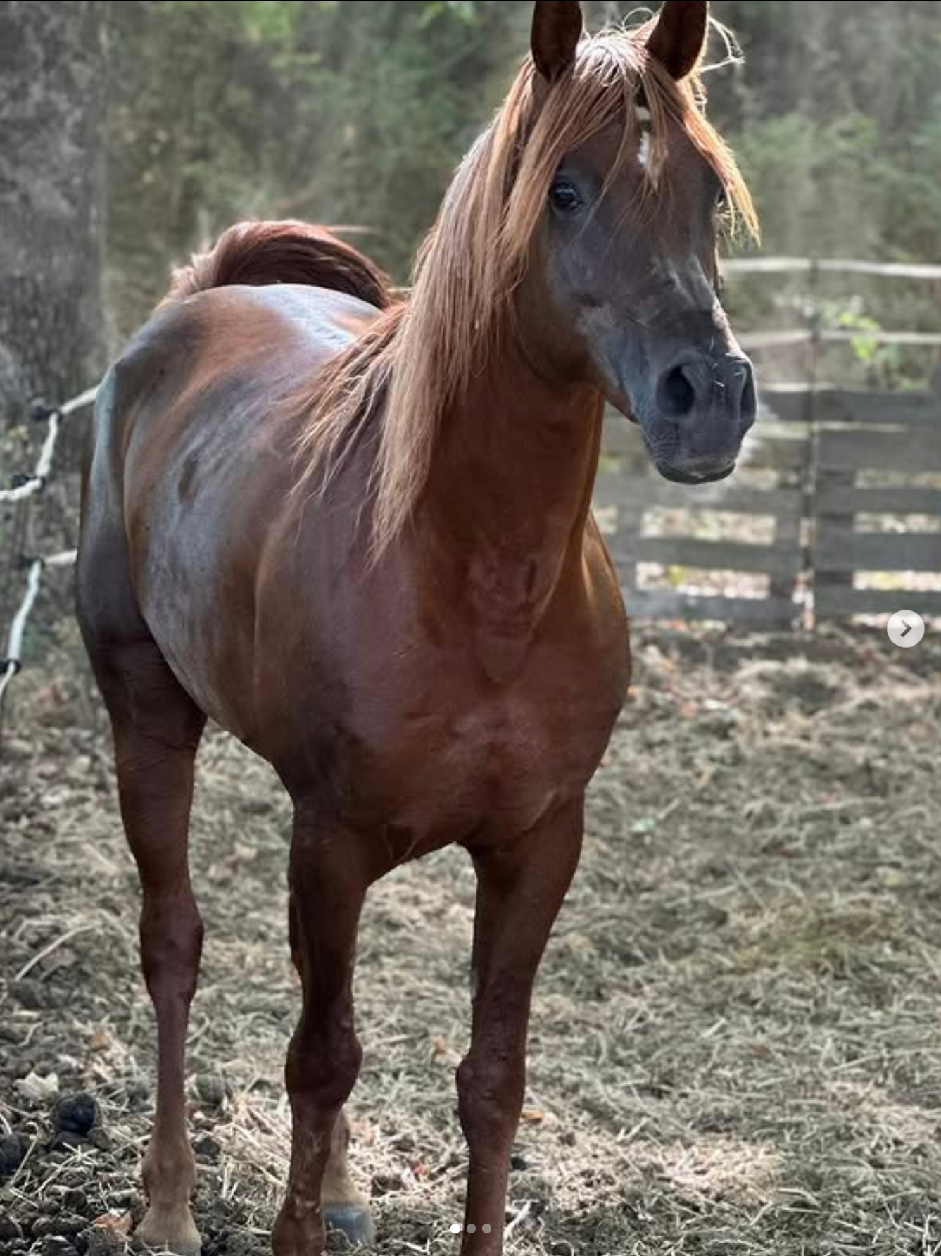 horse 0012