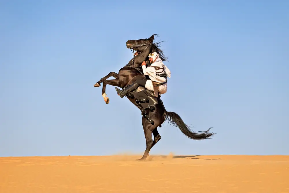 Arabian,Man,Triumphing,In,Battle,And,Rearing,His,Horse,While