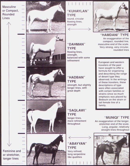 ALL TYPES HORSES
