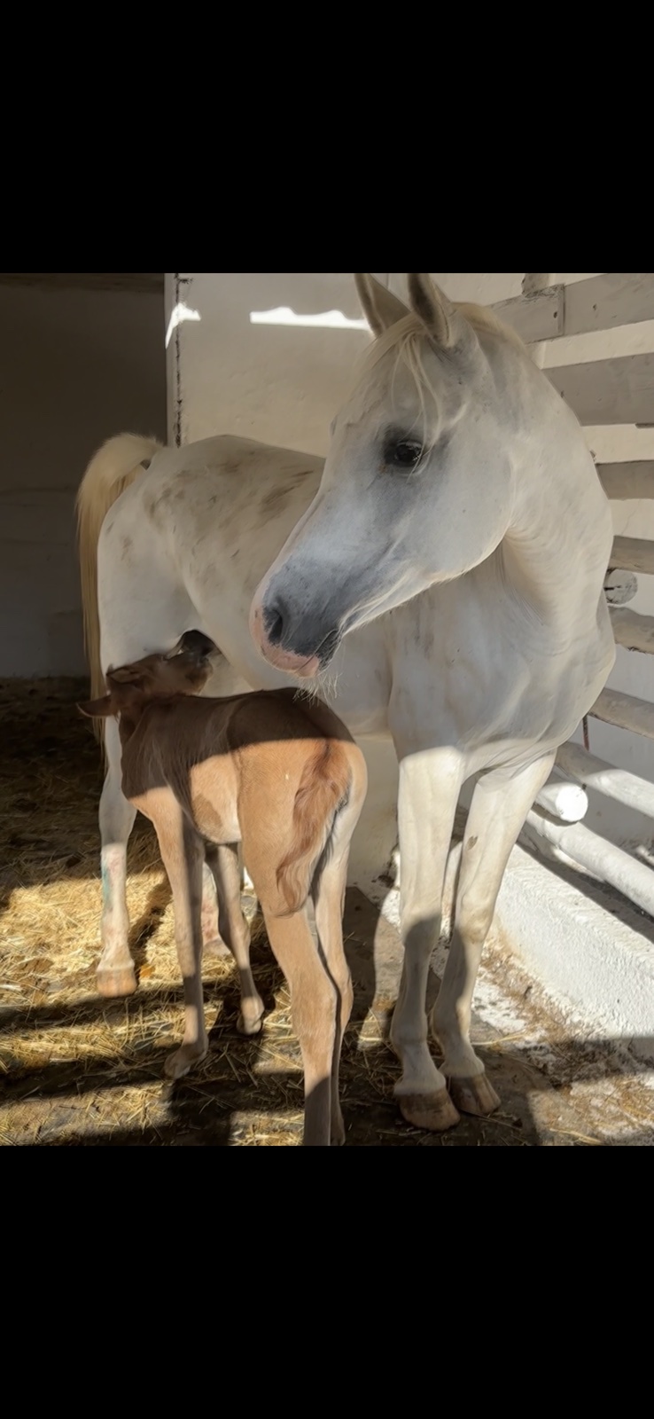 horse 0014