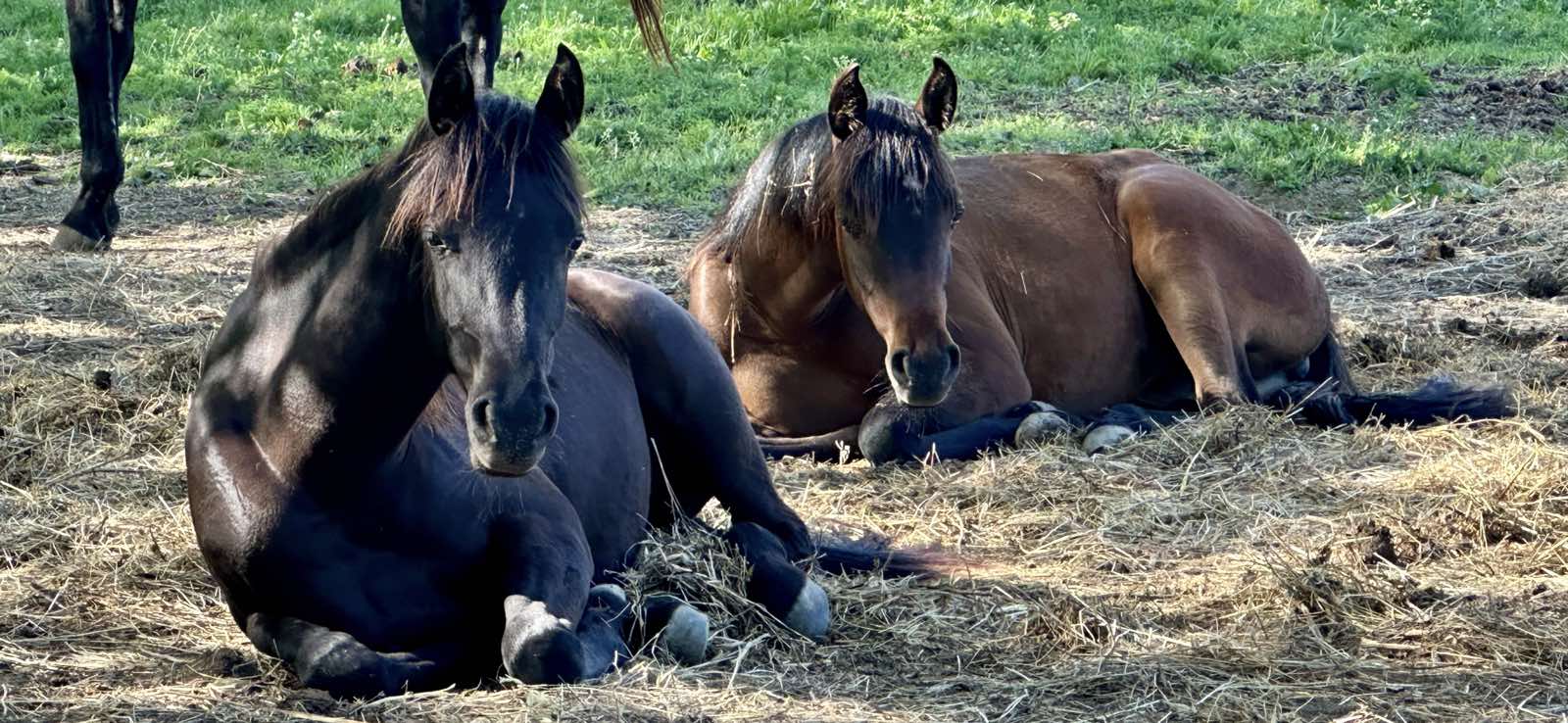 horses 001