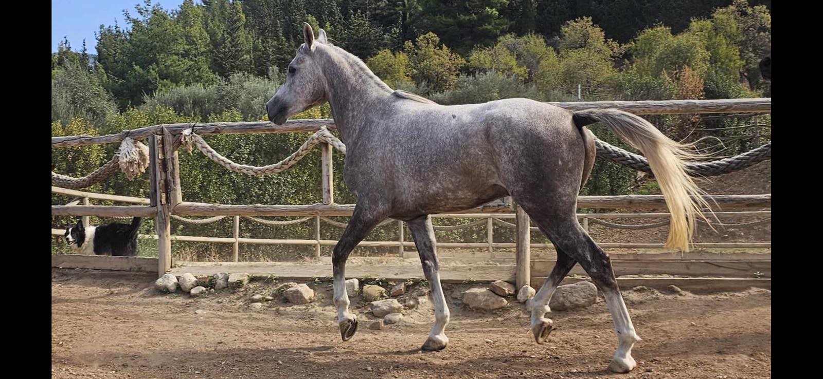 horses 002